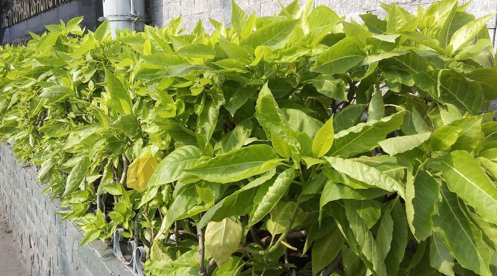 Điện thoại Wiko Ridge