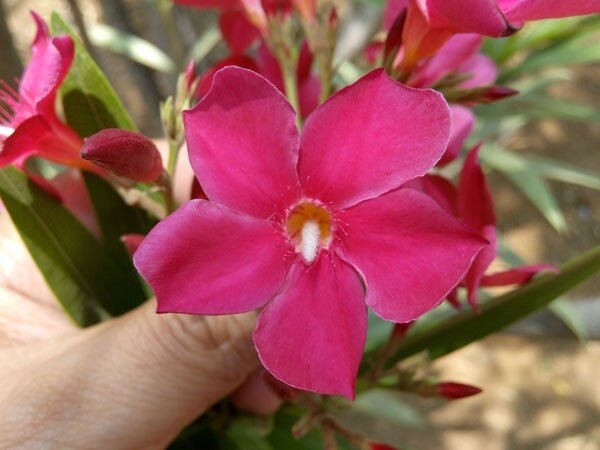 Điện thoại Gionee Elife E7 Mini