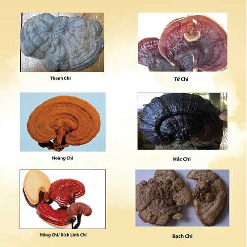 Thực phẩm bảo vệ sức khỏe viên hoàn Reishi Extract Ball