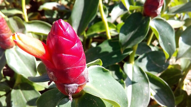 Điện thoại Asus Zenfone Go ZC500TG