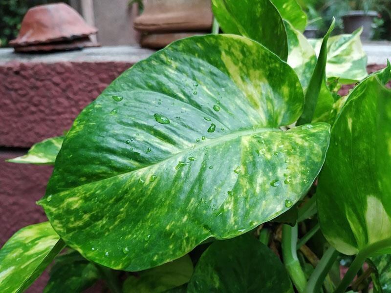 Điện thoại Xiaomi Mi A2 32GB Gold