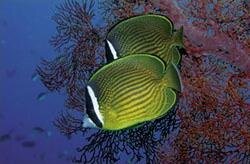 Máy chiếu BenQ MS506 - 3200 Ansi Lumens