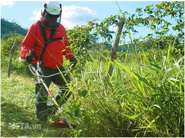 Máy cắt cỏ Oshima VX 411