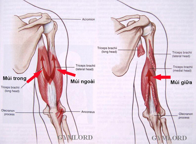 Tạ tay nhựa 8 kg