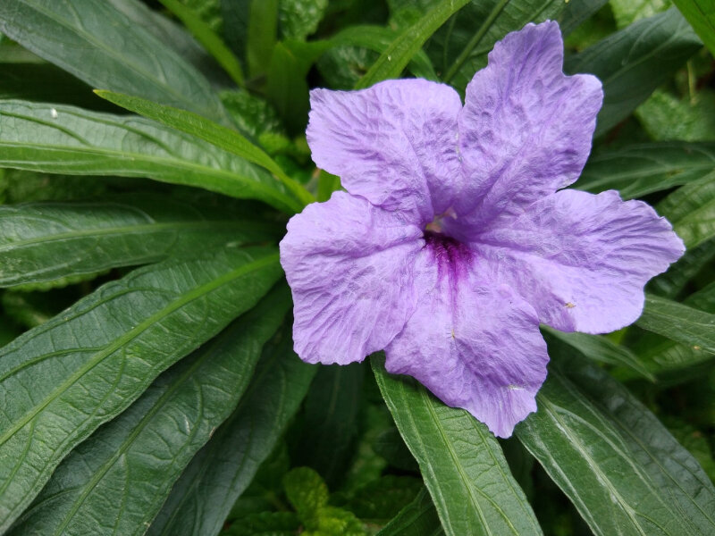 Điện thoại Vivo V9 - 4GB RAM, 64GB, 6.3 inch