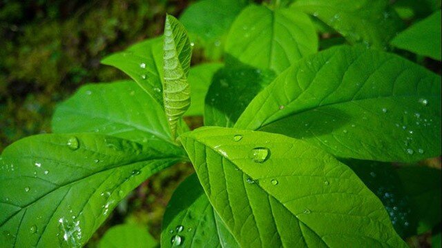 Điện thoại LG G4 Metallic/Ceramic