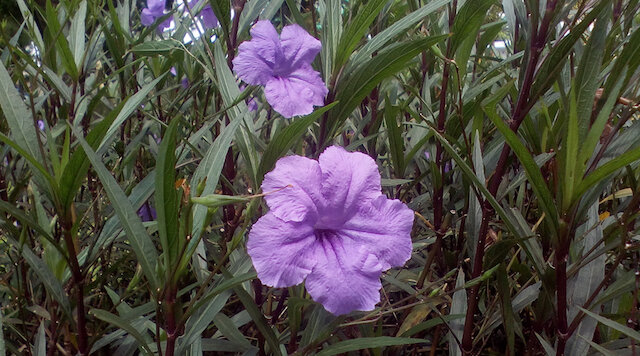 Điện thoại Mobell Nova F3