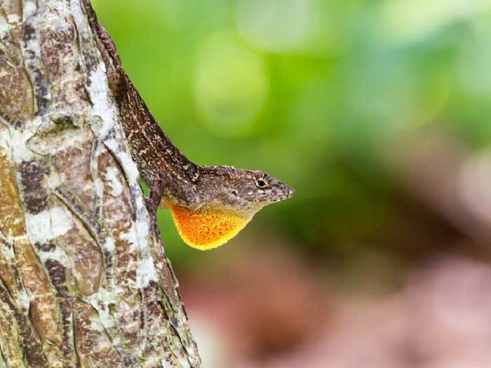 Ống Kính Olympus M.Zuiko Digital ED 75-300mm F4.8-6.7 II