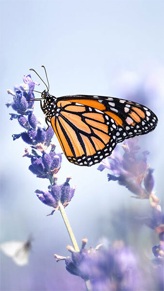 Điện thoại Vivo V20 - 8GB/ 128GB, 6.44 inch