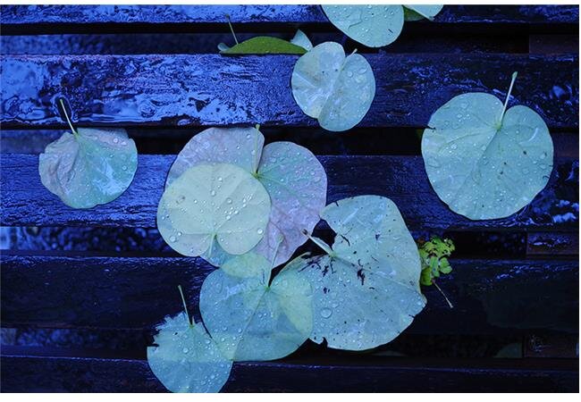 Máy Ảnh Pentax KP Body (Đen)