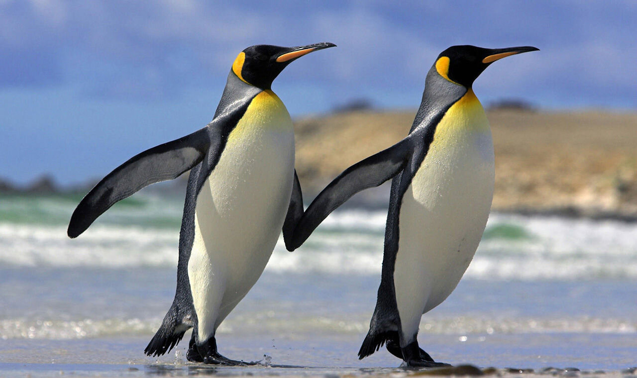 Máy quay Sony HDR-PJ440E/BCE35