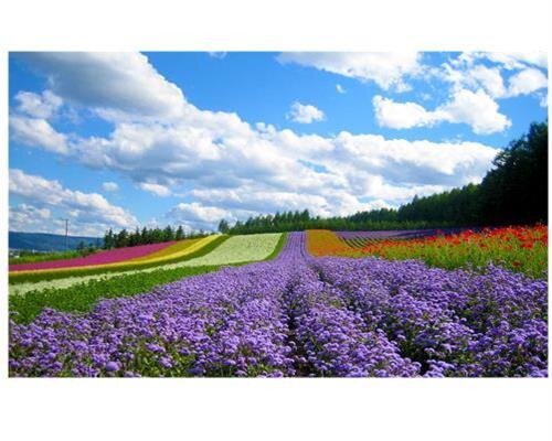 Tivi Darling 55HD955T2 (55 inch, Full HD)