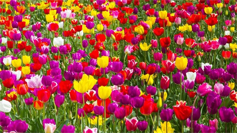 Smart Tivi Sharp 70 inch 8T-C70AX1X, 8K, Android TV