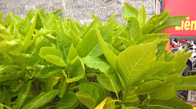 Điện thoại Microsoft Lumia 640