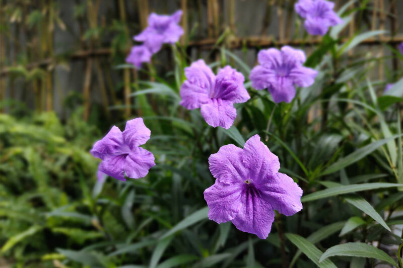 Điện thoại Vivo V20 - 8GB/ 128GB, 6.44 inch