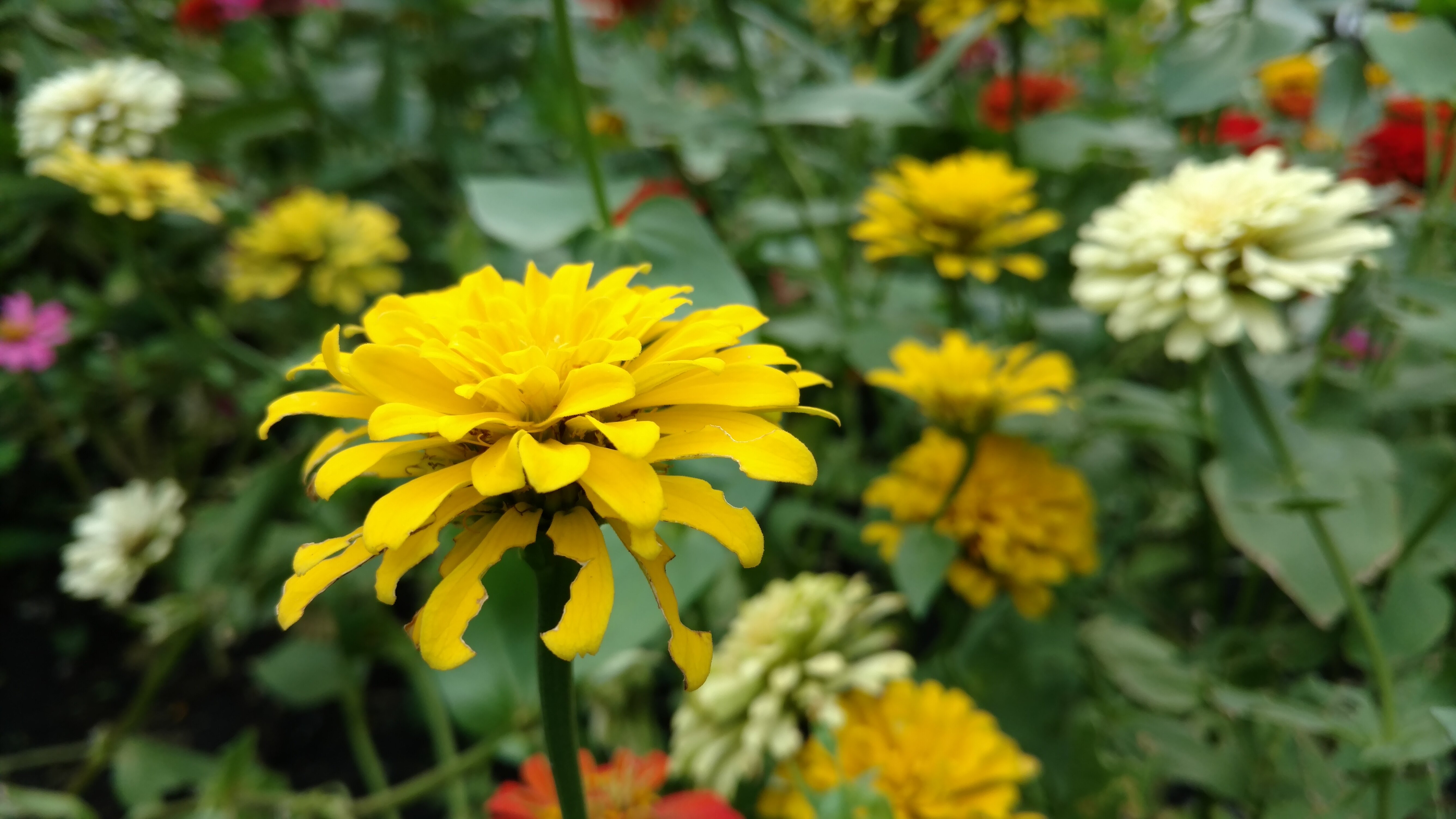 Điện thoại Motorola Moto X Style