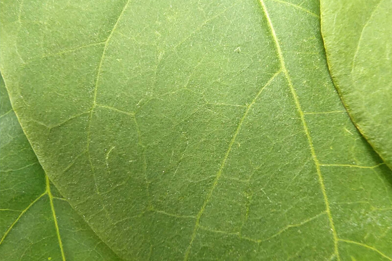 Điện thoại Vivo V20 - 8GB/ 128GB, 6.44 inch