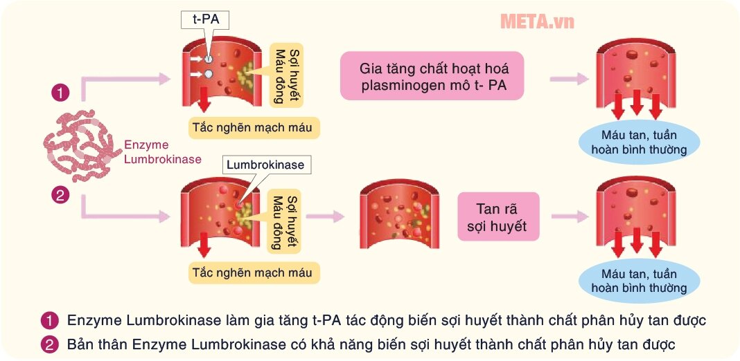 Power HLP - Viên uống hỗ trợ 