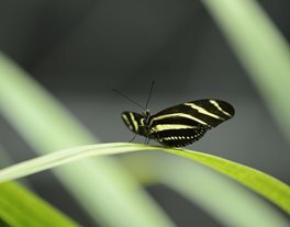 Ống Kính Nikon AF-S NIKKOR 70-200mm f/4G ED VR Nano