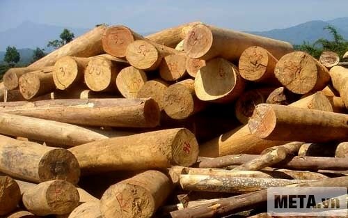 Máy cưa xích Oshima CMI 40 được sử dụng tại các xưởng gỗ.