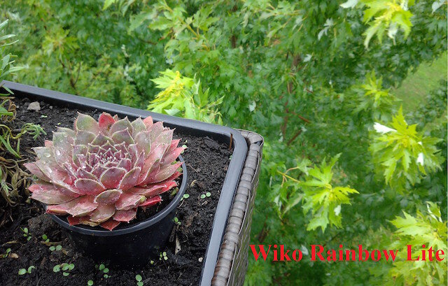 Điện thoại Wiko Rainbow Lite