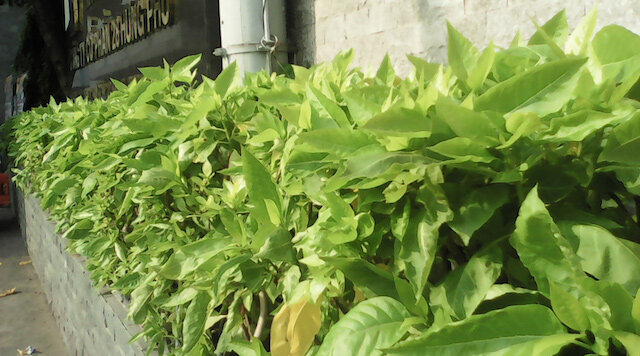 Điện thoại Wing V45