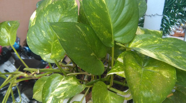 Điện thoại Huawei Y6