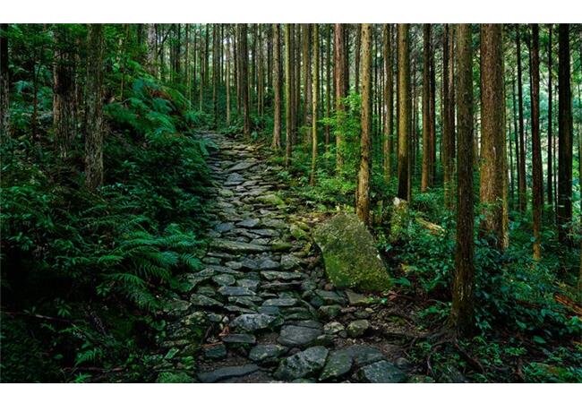 Ống Kính Sony FE 24-105mm f/4 G OSS (SEL24105G)