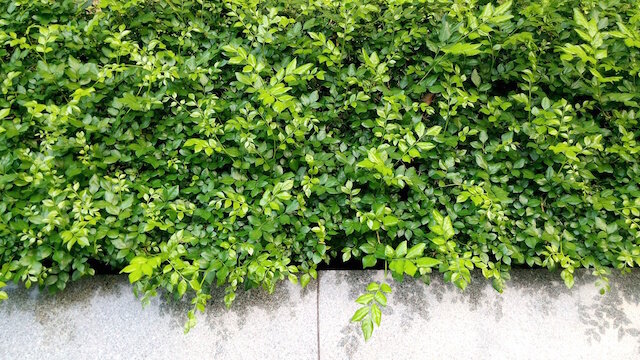 Điện thoại Wiko Getaway