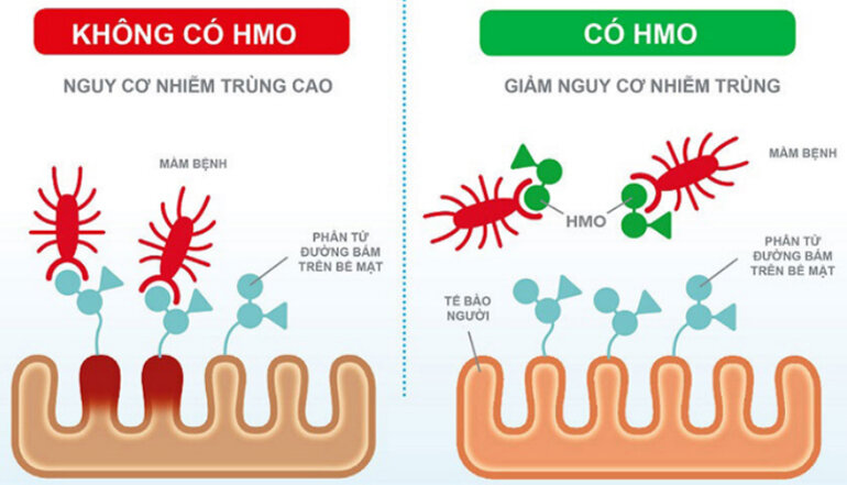 Sữa Similac Newborn 1 và sữa Similac Newborn HMO có gì khác nhau?