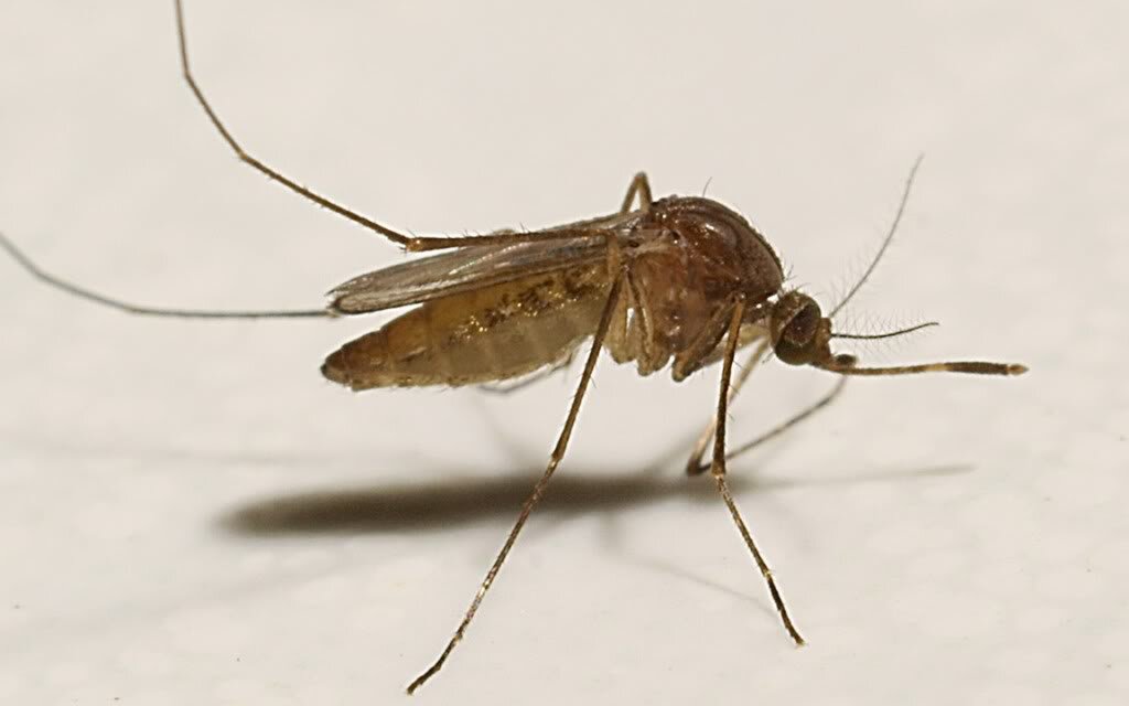 Quạt phun sương Kangaroo KG207 Quạt phun sương Kangaroo KG207