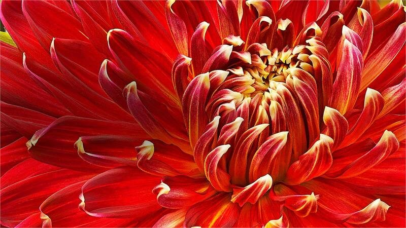 Smart Tivi LED LG 43 inch 43LM5700PTC, Full HD, HDR