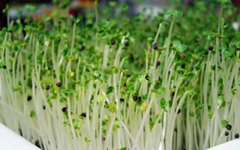 Máy làm rau mầm Kangaroo KG-261