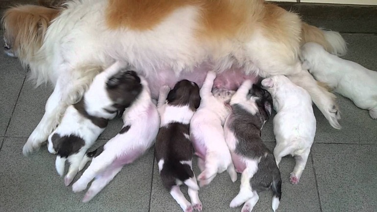 Chó con sơ sinh nên được bú sữa mẹ để tăng đề kháng