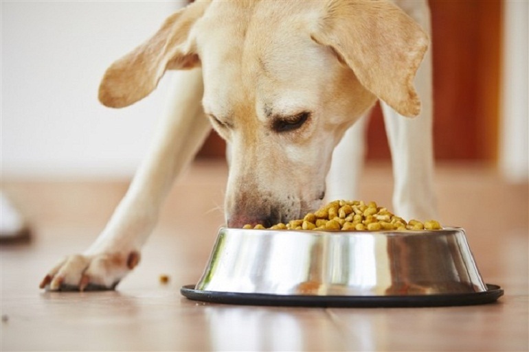 Ăn thức ăn Ganador giúp các chú chó phát triển toàn diện