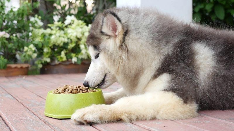 Thức ăn Pedigree có hàm lượng dinh dưỡng đầy đủ giúp các chú chó phát triển toàn diện
