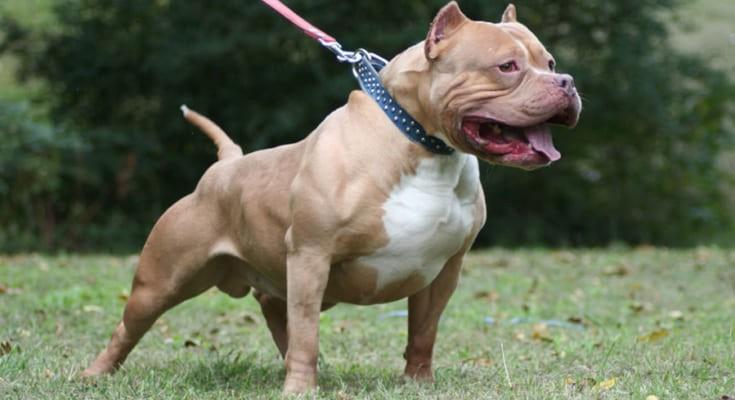  Pitbull là giống chó vạm vỡ và cơ bắp nên cần rất nhiều năng lượng để phát triển toàn diện