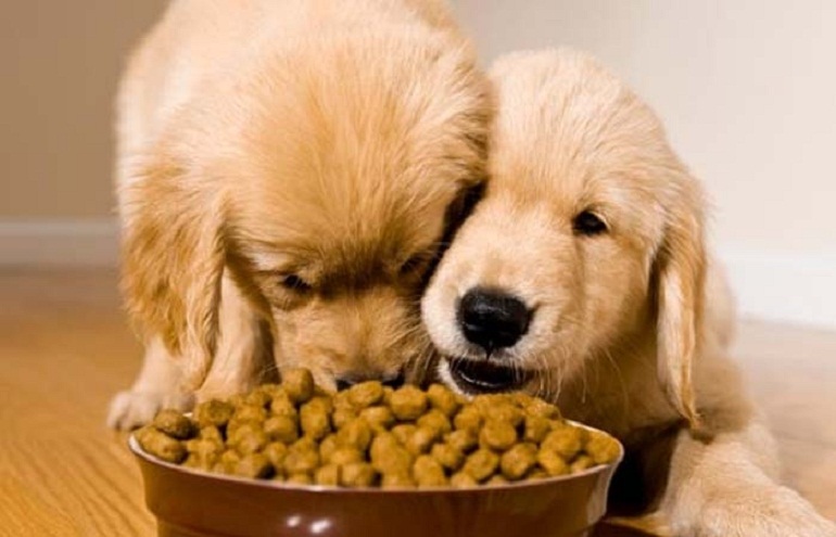 Tìm hiểu thức ăn khô cho chó Ganador