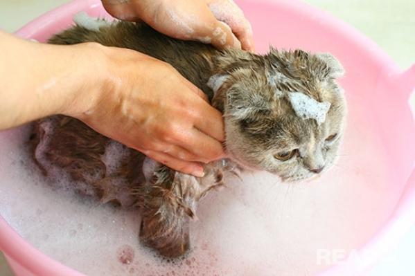 Tắm rửa sạch sẽ giúp mèo không bị rận tấn công