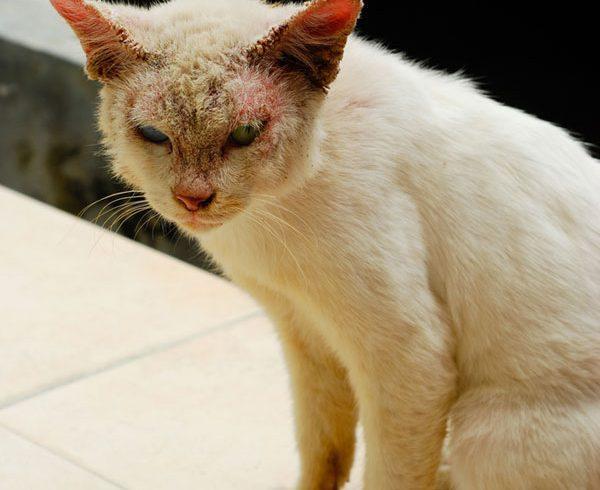 Mèo có thể bị viêm da, rụng lông, suy nhược cơ thể khi bị rận tấn công