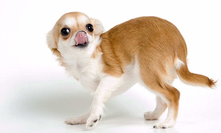 Chihuahua là giống chó cảnh có nguồn gốc từ Mexico