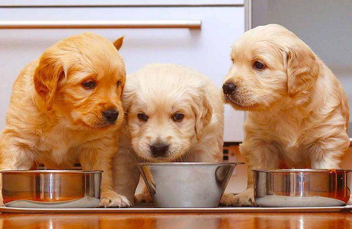 Lượng thức ăn mỗi ngày cho 1 chú chó cảnh bằng khoảng từ 2.8% đến 4% trọng lượng cơ thể chúng