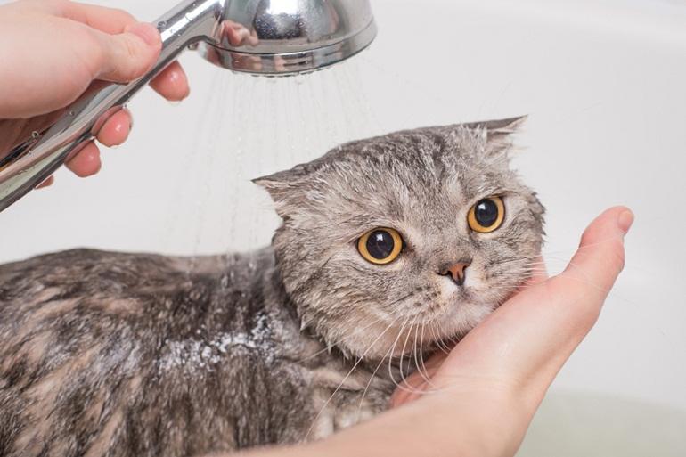 Mỗi lần tắm cho mèo không nên kéo dài quá 5 phút