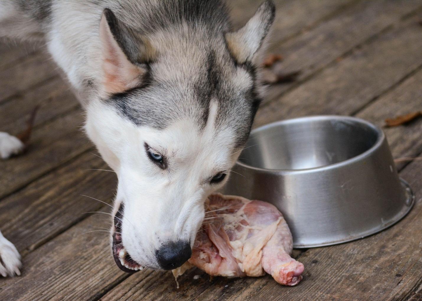 Không cho chó husky ăn đồ sống vì sẽ khiến chúng bị tiêu chảy