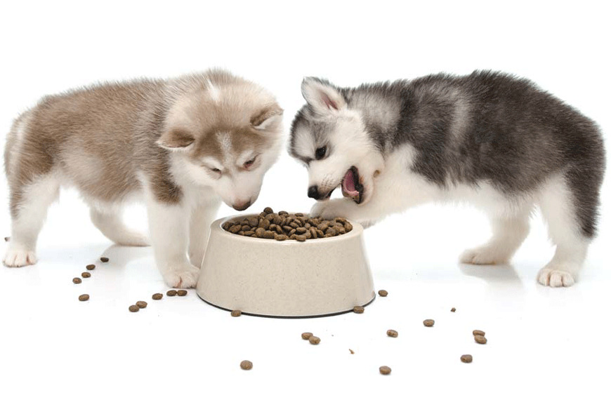 Thức ăn khô cho chó là thức ăn đã qua chế biến, thường ở dạng viên hoặc sấy khô