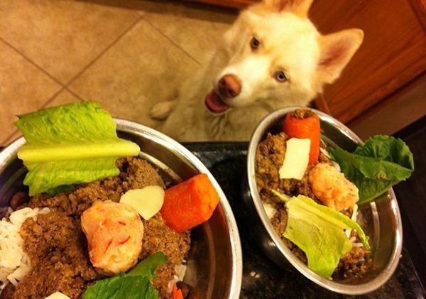 Chó husky rất thích ăn thịt