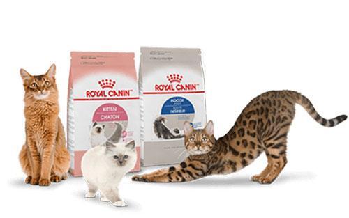 Thức ăn cho mèo Royal Canin đa dạng về chủng nên phù hợp với tất cả các giống mèo