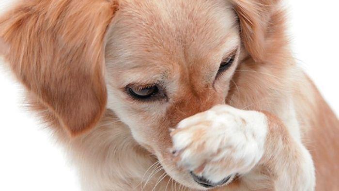 Chó cưng bốc mùi hôi khiến người nuôi đau đầu tìm cách khắc phục