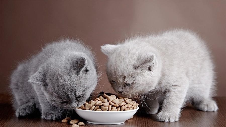 Mèo cũng có thể ăn thức ăn khô chế biến sẵn