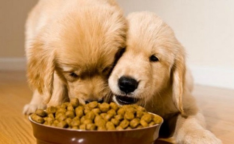 Có thể cho chó con ăn thức ăn khô nhưng cần phải ngâm với nước cho mềm